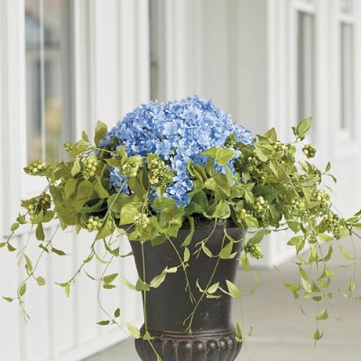 Haley Hydrangea Urn Fillers | Grandin Road