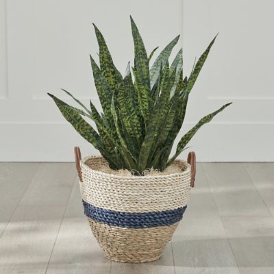 snake plant is toxic to pets
