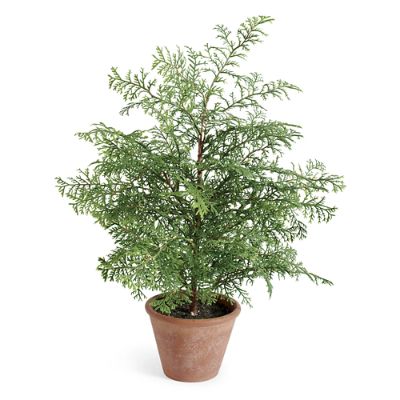 Soft Pine Tree in Pot Grandin Road