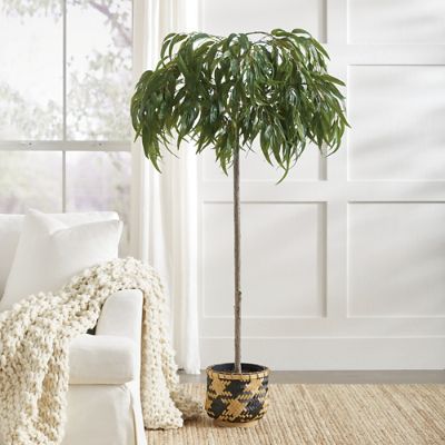 【FICUS】 Faux 6.5' Ficus Tree | Costco
