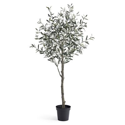 Olive Tree, 6.5' | Grandin Road