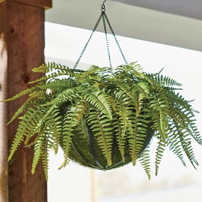 Fancy Fern Hanging Basket | Grandin Road