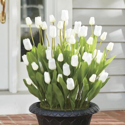 Flowering Tulip Urn Fillers Grandin Road