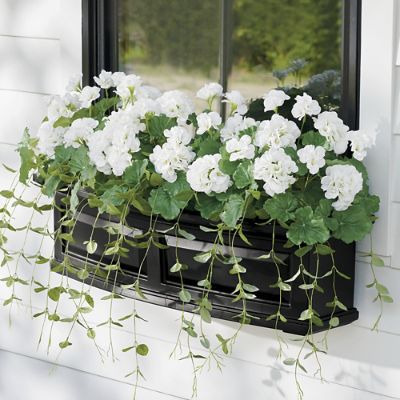 White Geranium Window Box Filler Grandin Road