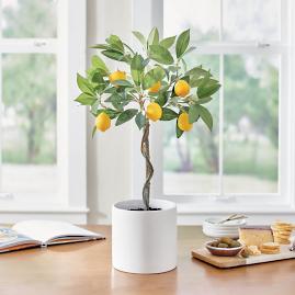 Potted Tabletop Lemon Tree