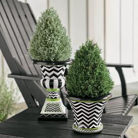 Cedar Pine Mini Cone Topiary