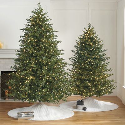 Fraser Fir Plug Seedlings - Evergreen Trees For Sale