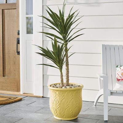 Yucca Tree