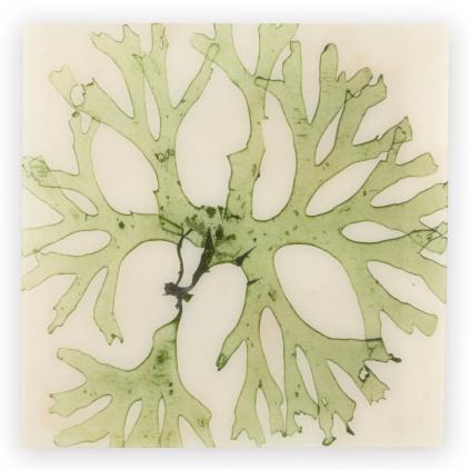 Brilliant Seaweed Artwork | Grandin Road
